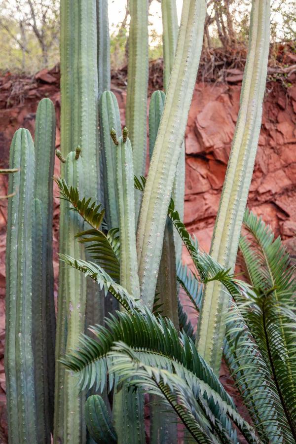 Lejwe La Metsi Private Reserve 贝拉贝拉 外观 照片